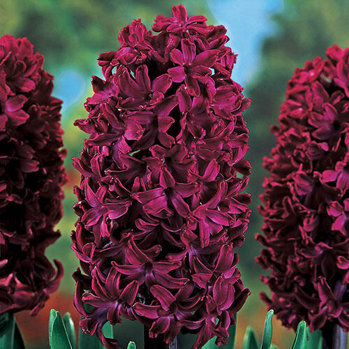 Woodstock Hyacinth Bulbs Blooms Species Growing Bonsai Roots Rhizomes Corms Tubers Potted Planting Reblooming Fragrant Garden Flower Seeds Plant Gardening