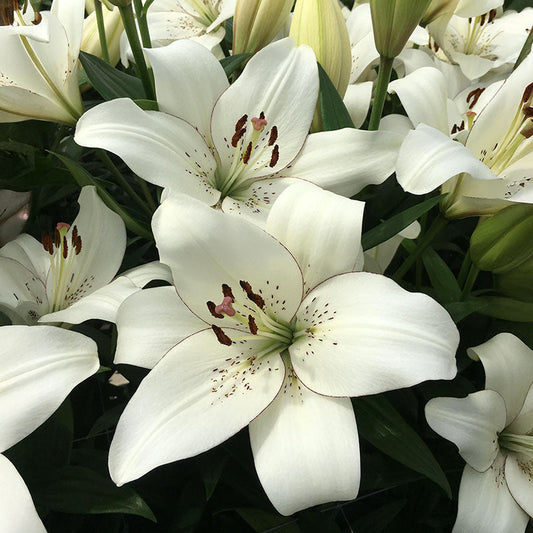 Lily Eyeliner Bulbs