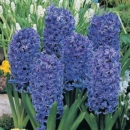 Blue Jacket Fragrant Giant Hyacinth Bulbs Blooms Species Growing Bonsai Roots Rhizomes Corms Tubers Potted Planting Reblooming Fragrant Garden Flower Seeds Plant Gardening
