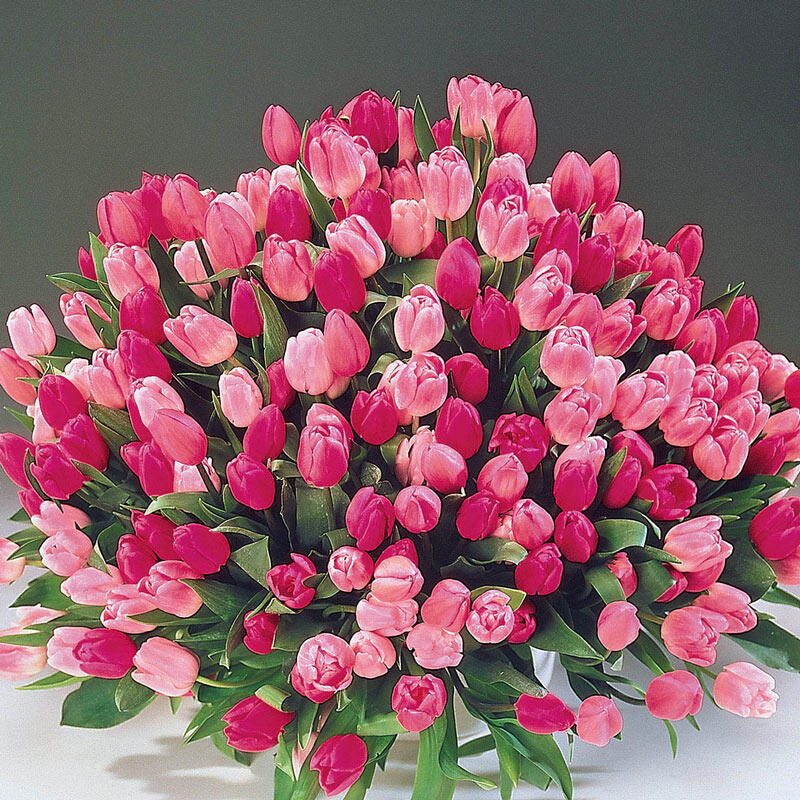 Apple Blossom™ Tulip Mixture Bulbs Blooms Species Growing Bonsai Roots Rhizomes Corms Tubers Potted Planting Reblooming Fragrant Garden Flower Seeds Plant