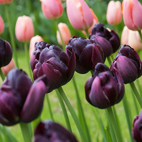 Black Hero Tulip Bulbs Blooms Species Growing Bonsai Roots Rhizomes Corms Tubers Potted Planting Reblooming Fragrant Garden Flower Seeds Plant