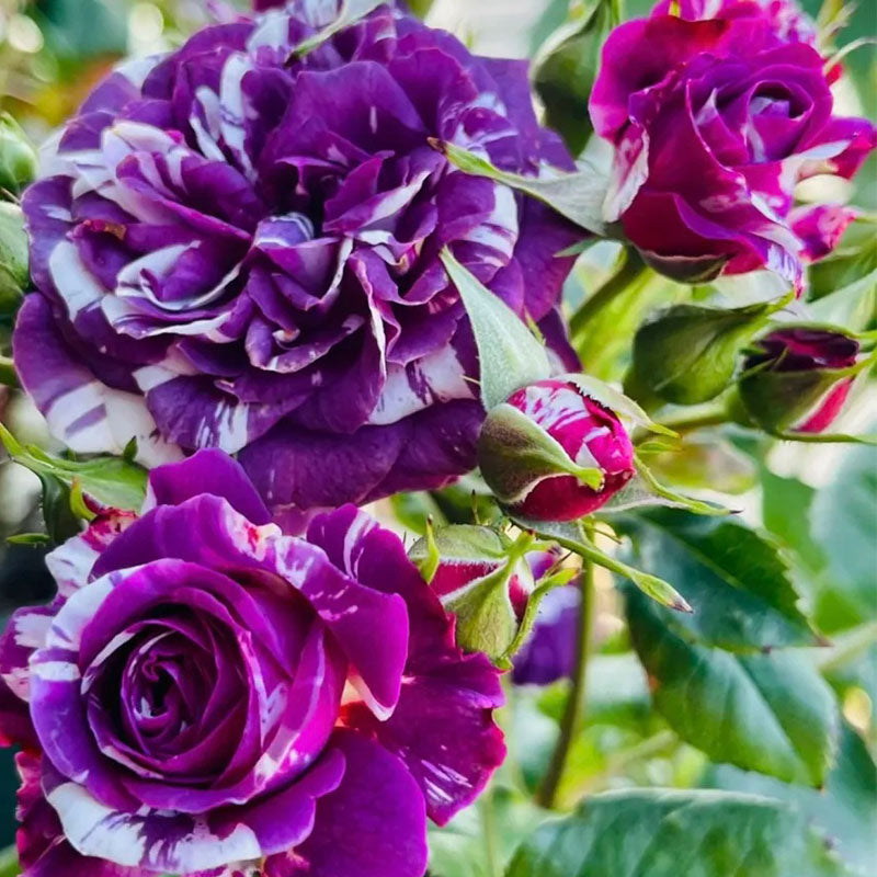 Rose Scented Jewel