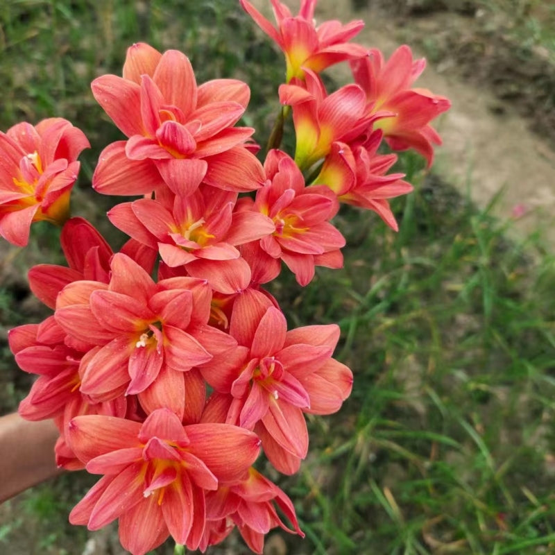 Rain lily bulbs for planting - rain lily live plant - zephyranthes bulbs - Suitable for gardens and flowerpots