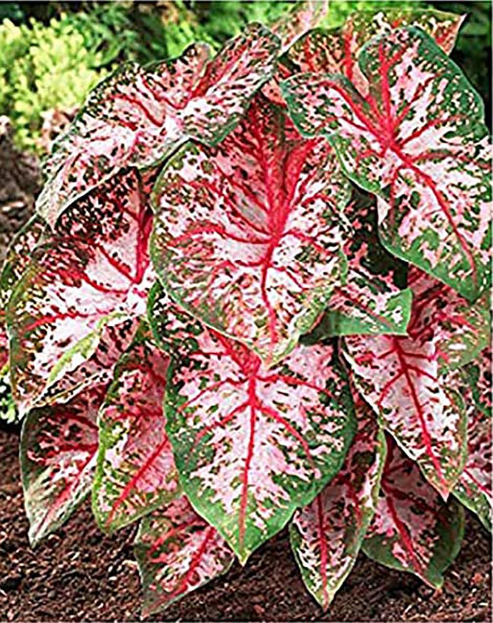 Carolyn Whorten Caladium - One Top Size Bulb - Vibrant Pink and Green Foliage - Hardy in Zones 9-11 - Perfect for Gardens and Containers
