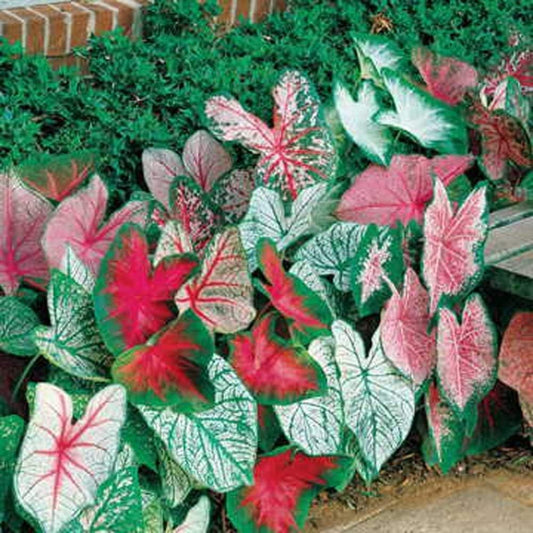 Caladium Bulbs, Fancy Mix, Pack of 7 Bulbs, Easy to Grow, Colorful Mix, Perennial Hosta
