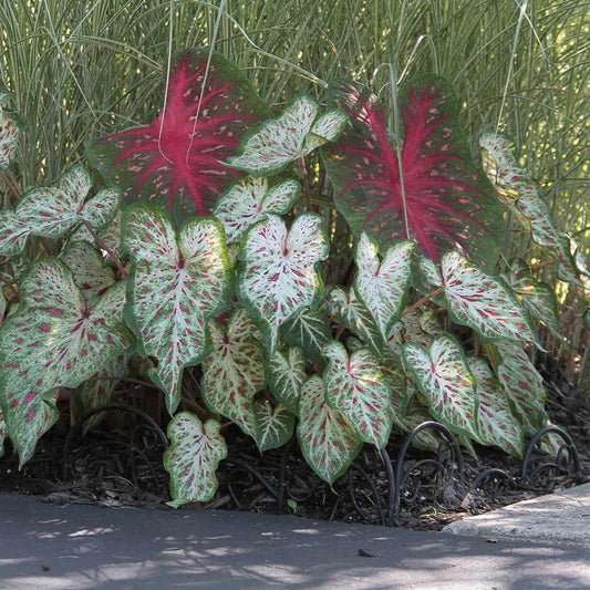 Gingerland Caladium Bulb - Dwarf Fancy Leaf Caladium - 1 Caladium Root