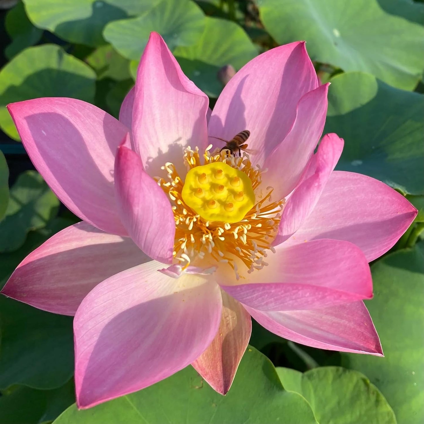 35+ Mixed Bowl Lotus Seeds - Water Lily Flower Plant Seed Non-GMO Home Garden Plant Seeds Aquatic Fresh Garden Seeds for Home