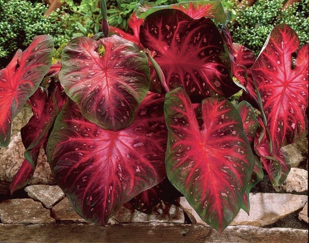 Red Flash Caladium Bulbs, Fancy Mix, Easy to Grow, Colorful Mix, Perennial Hosta (10 Bulbs) Size 4-7cm