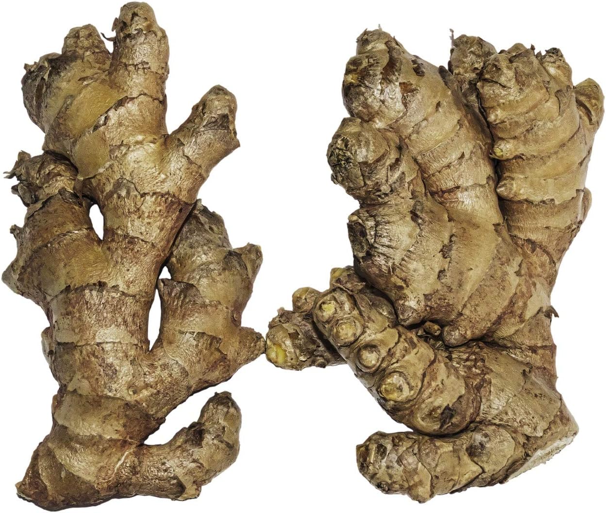 Live 10 Rhizomes of Edible Ginger Roots Zingiber Zingiber Officinale for Growing Over 1/2 LB.