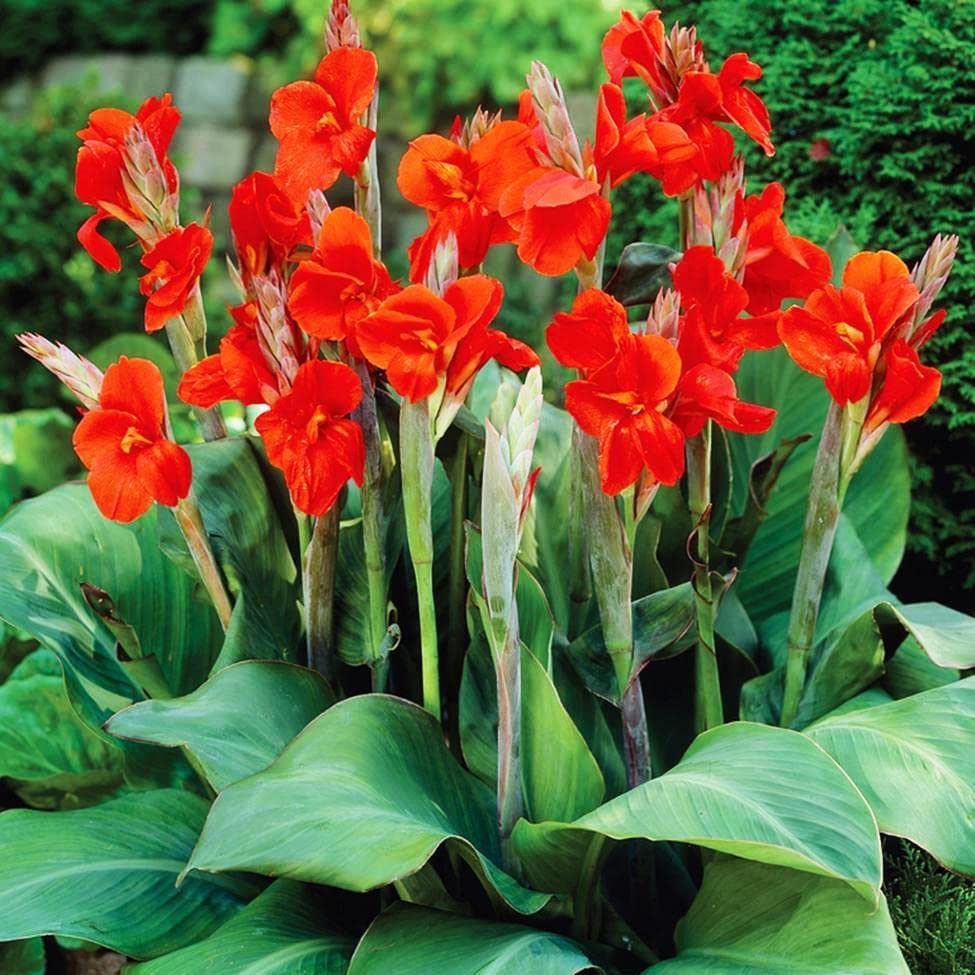 Blue Magic Design 3 Canna Lily Roots Long Lasting Giant Red Flowers Perennial Plant Tropi Bulbs Perennial Growing Bonsai Roots Rhizomes Corms Tubers Potted Planting Reblooming Fragrant Garden Species Blooms Flower Seeds Plant Gardeningcal Garden