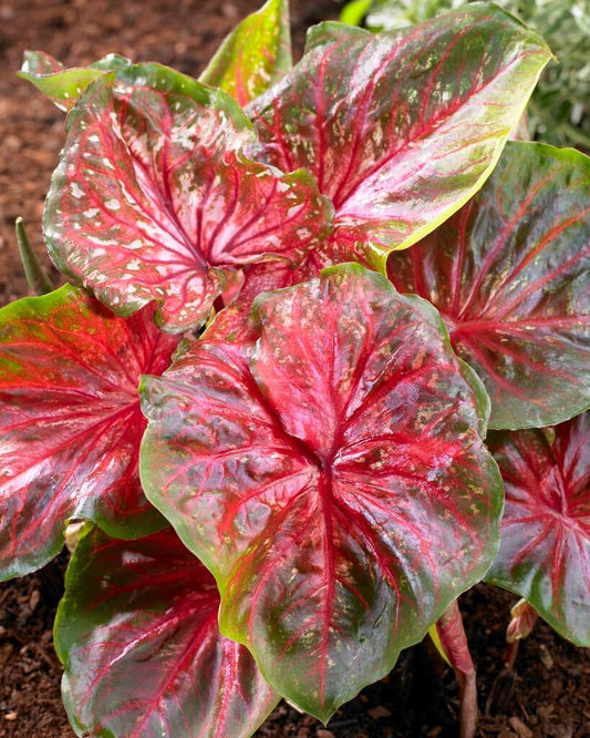Wildfire Caladium Bulbs for Planting - Perennial Hosta, Elephant Ears, Fancy (10 Bulbs)