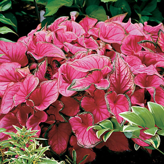 Sweetheart Caladium Bulb - Fancy Leaf Caladium - 1 Caladium Root