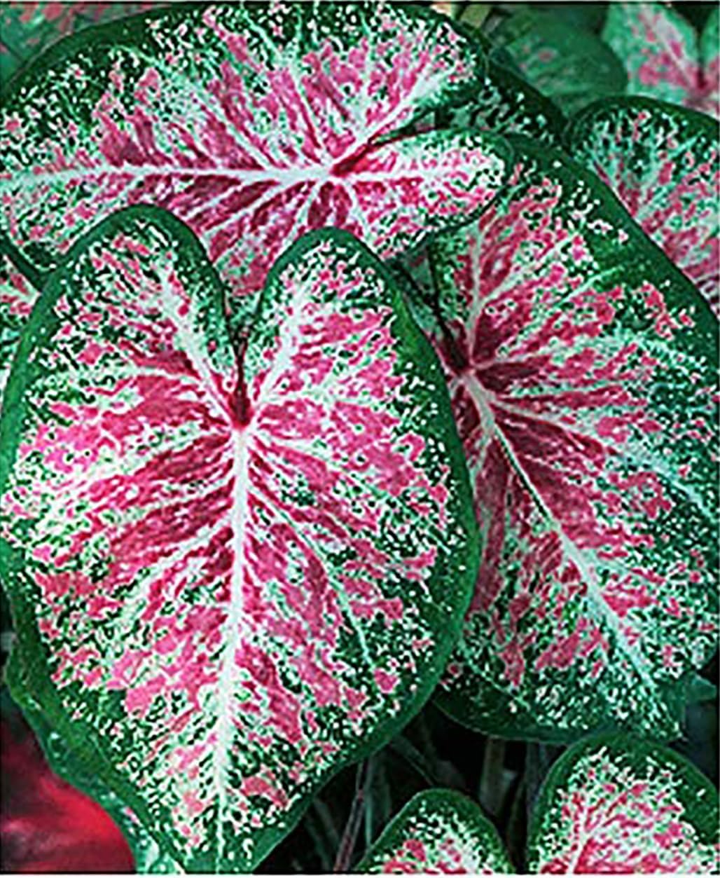 Pink Cloud Caladium - 5 Bare Root Bulbs - Bright Pink Foliage - Giant Caladium Plants for Garden and Pots - Ideal for Zones 9-11 - Caladiums for Shaded Areas