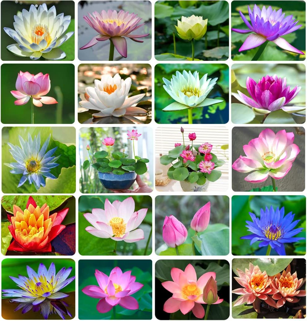 pond plant seeds 35+ Bonsai Lotus Flower Seeds for Home Planting Ornamental, Mixed Pink & Red Flower, Aquatic Plant for Courtyard, Hotel, Goldfish Pond, Water Lily Seeds – Easytogrowbulb