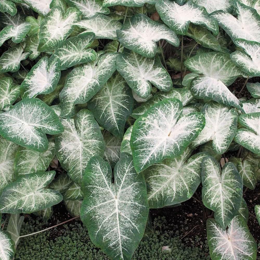 Fancy Leaf Caladium - Aaron -One Large Root Bulb - Vibrant Green and Pink Foliage - Hardy in Zones 9-11 - Ideal for Garden Beds and Pots - Giant Caladium Plants