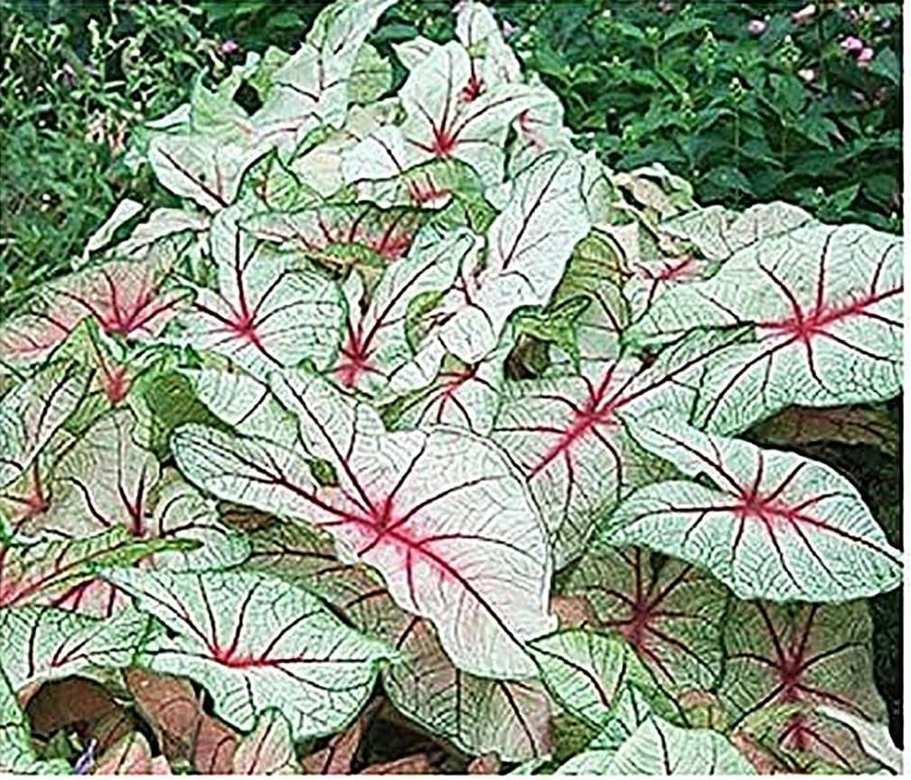 White Queen Caladium - One Top Size Bulb - Elegant White and Green Foliage - Hardy in Zones 9-11 - Perfect for Gardens and Pots