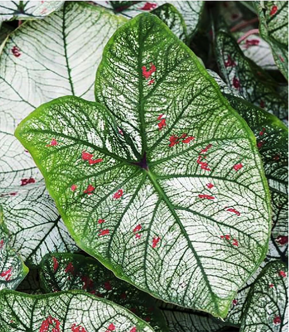 Strawberry Star Caladium - Top Size Roots - Green, White with Red Marks - One Giant Caladium Bulbs for Vibrant Foliage - Zones 9-11 - Caladium Plants, Perfect for Garden or Pots