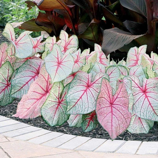 White Queen Caladium Bulb - Fancy Leaf Caladium - 1 Caladium Root