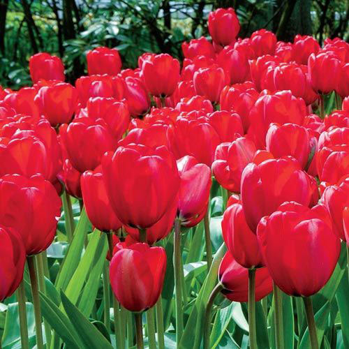 Apeldoorn Perennial Tulip Bulbs Blooms Species Growing Bonsai Roots Rhizomes Corms Tubers Potted Planting Reblooming Fragrant Garden Flower Seeds Plant