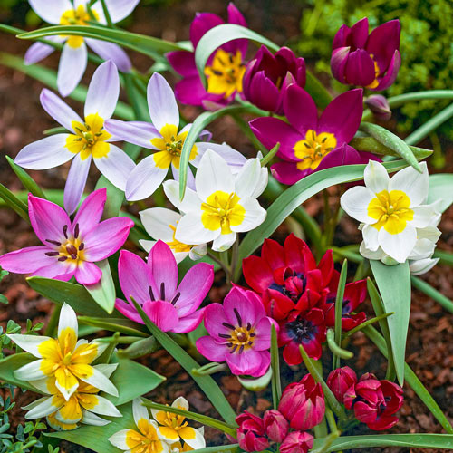 Wild Tulip Mix Bulbs Blooms Species Growing Bonsai Roots Rhizomes Corms Tubers Potted Planting Reblooming Fragrant Garden Flower Seeds Plant