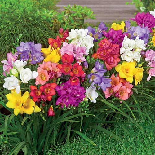 Summer Breeze Freesia Bulbs Growing Bonsai Roots Rhizomes Corms Tubers Potted Planting Reblooming Fragrant Garden Species Blooms Flower Seeds Plant Gardening