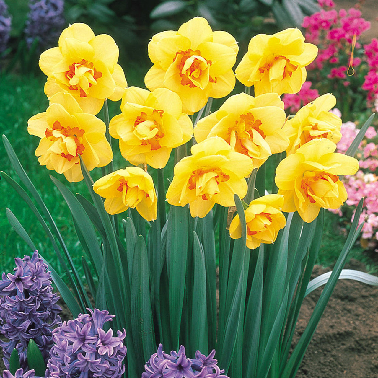 RHS AGM Narcissus Collection Daffodil Bulbs Blooms Species Growing Bonsai Roots Rhizomes Corms Tubers Potted Planting Reblooming Fragrant Garden Flower Seeds Plant