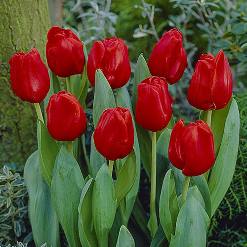 Escape Tulip Bulbs Super Sak Blooms Species Growing Bonsai Roots Rhizomes Corms Tubers Potted Planting Reblooming Fragrant Garden Flower Seeds Plant