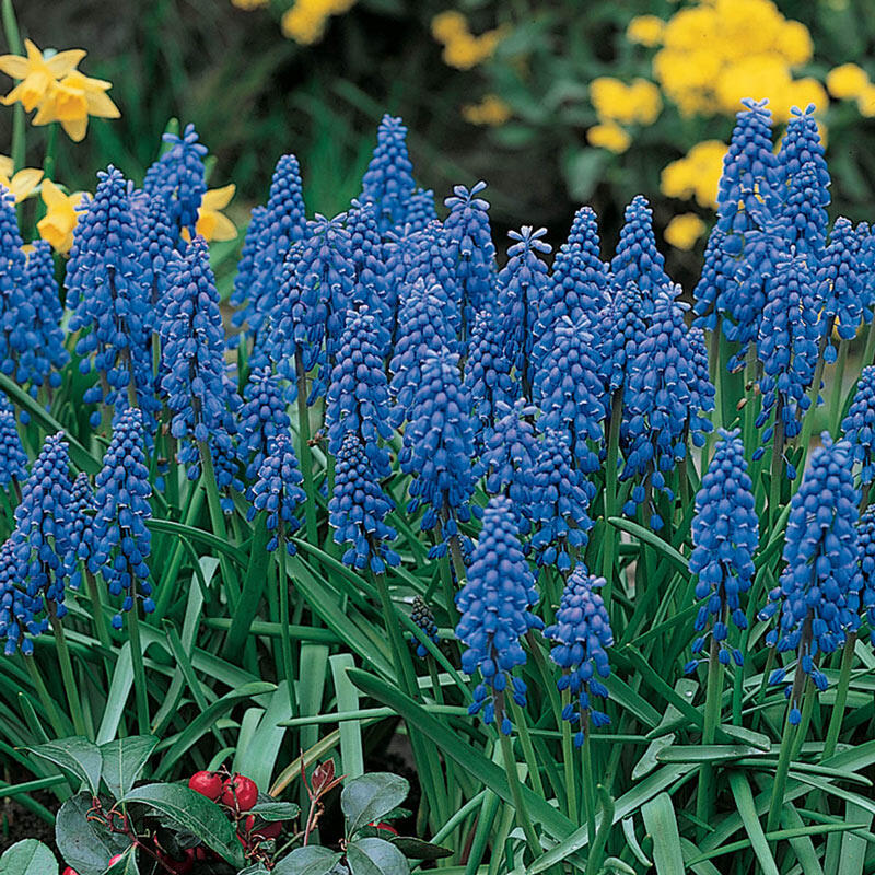 Blue Grape Hyacinth Super Sak Bulbs Blooms Species Growing Bonsai Roots Rhizomes Corms Tubers Potted Planting Reblooming Fragrant Garden Flower Seeds Plant Gardening