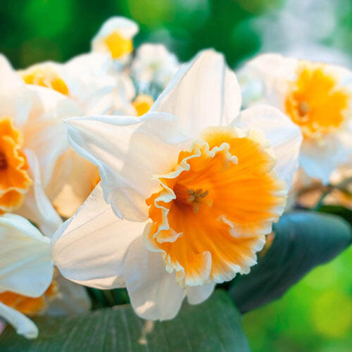Soestdijk Daffodil Mixture Narcissus Bulbs Blooms Species Growing Bonsai Roots Rhizomes Corms Tubers Potted Planting Reblooming Fragrant Garden Flower Seeds Plant
