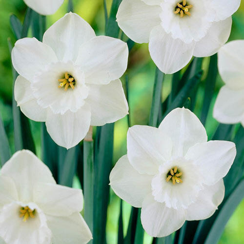 Stainless Daffodil Narcissus Bulbs Blooms Species Growing Bonsai Roots Rhizomes Corms Tubers Potted Planting Reblooming Fragrant Garden Flower Seeds Plant