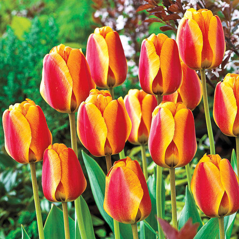 Apeldoorn's Elite Tulip Bulbs Blooms Species Growing Bonsai Roots Rhizomes Corms Tubers Potted Planting Reblooming Fragrant Garden Flower Seeds Plant