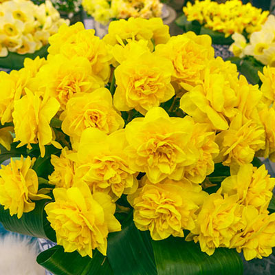 Yellow Double Daffodil Heamoor Narcissus Bulbs Blooms Species Growing Bonsai Roots Rhizomes Corms Tubers Potted Planting Reblooming Fragrant Garden Flower Seeds Plant