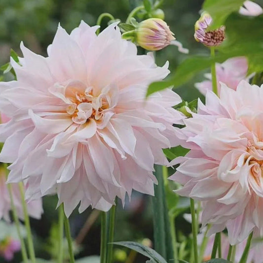 Premium Pinkish White Dahlia Seeds