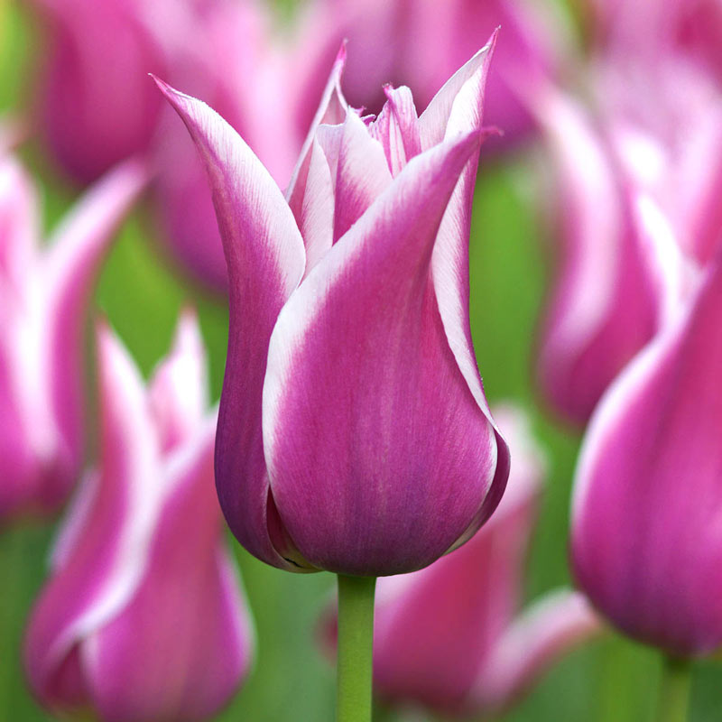 Ballade Tulip Bulbs Blooms Species Growing Bonsai Roots Rhizomes Corms Tubers Potted Planting Reblooming Fragrant Garden Flower Seeds Plant