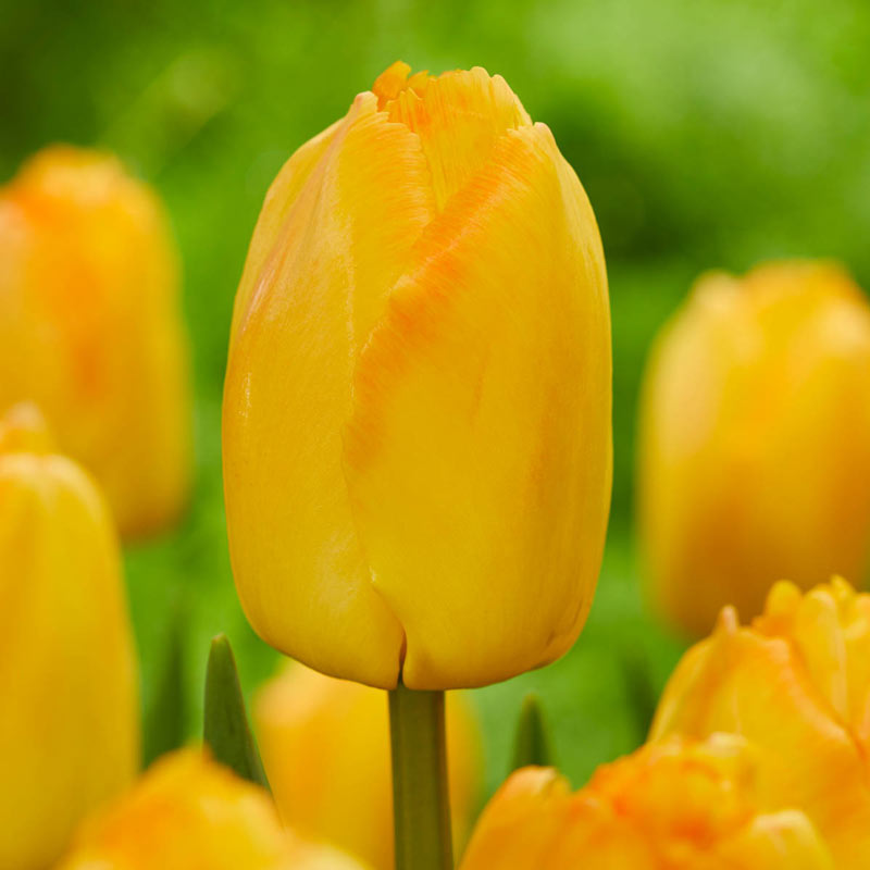 Yellow Pride Tulip Bulbs Blooms Species Growing Bonsai Roots Rhizomes Corms Tubers Potted Planting Reblooming Fragrant Garden Flower Seeds Plant