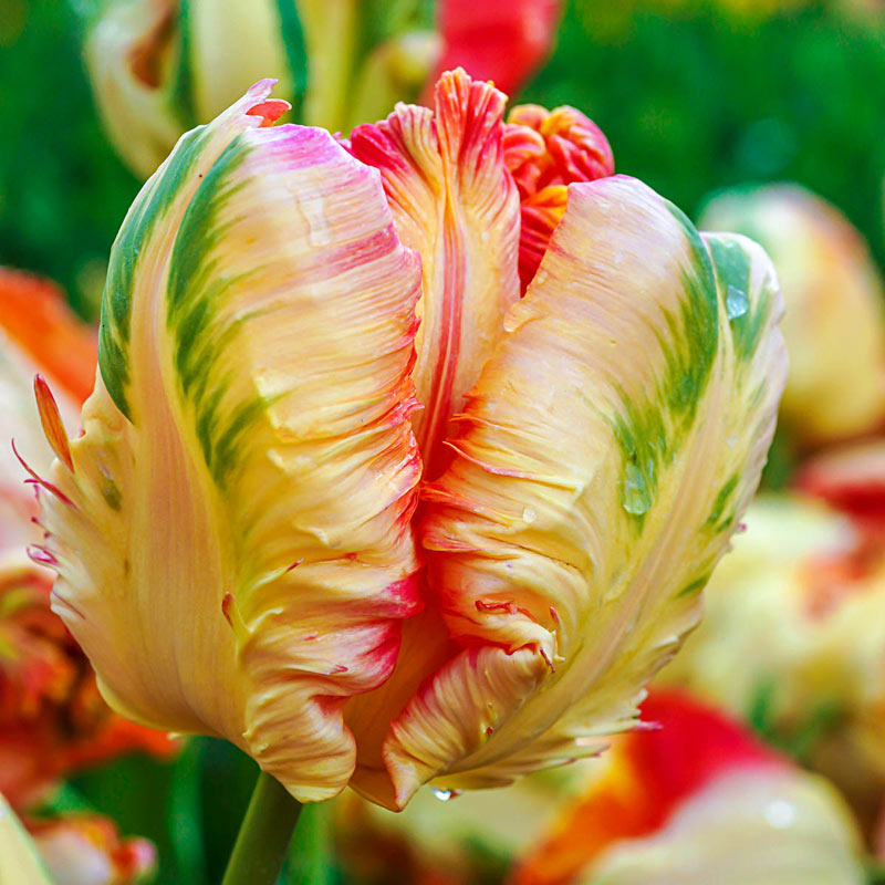 Apricot Parrot Tulip Bulbs Blooms Species Growing Bonsai Roots Rhizomes Corms Tubers Potted Planting Reblooming Fragrant Garden Flower Seeds Plant