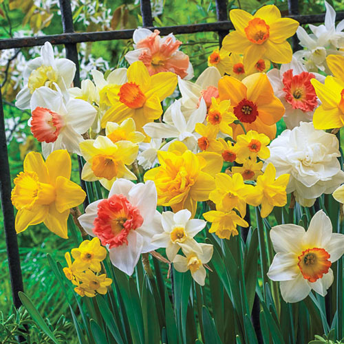 Season's Best Daffodil Mixture Narcissus Bulbs Blooms Species Growing Bonsai Roots Rhizomes Corms Tubers Potted Planting Reblooming Fragrant Garden Flower Seeds Plant