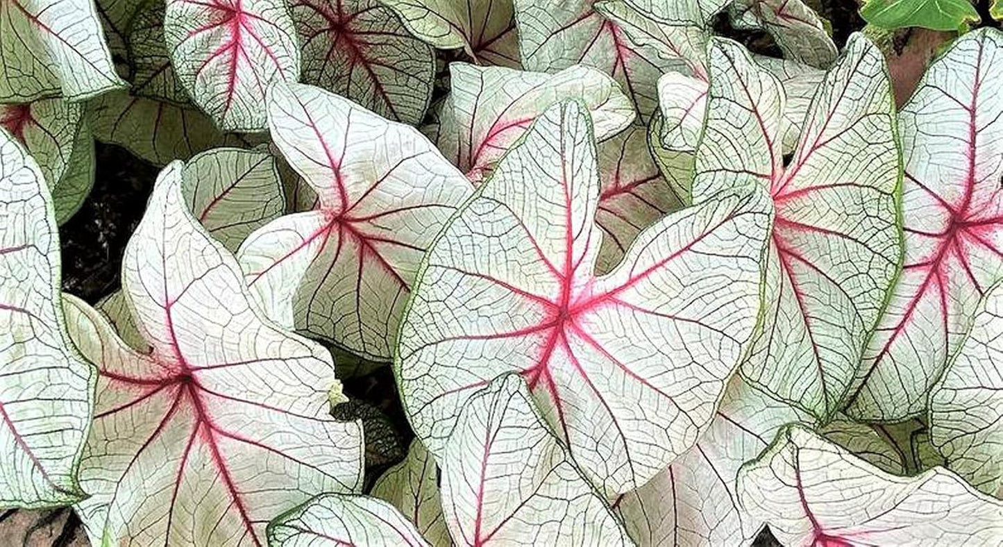 White Queen Caladium Bulb - Fancy Leaf Caladium - 1 Caladium Root