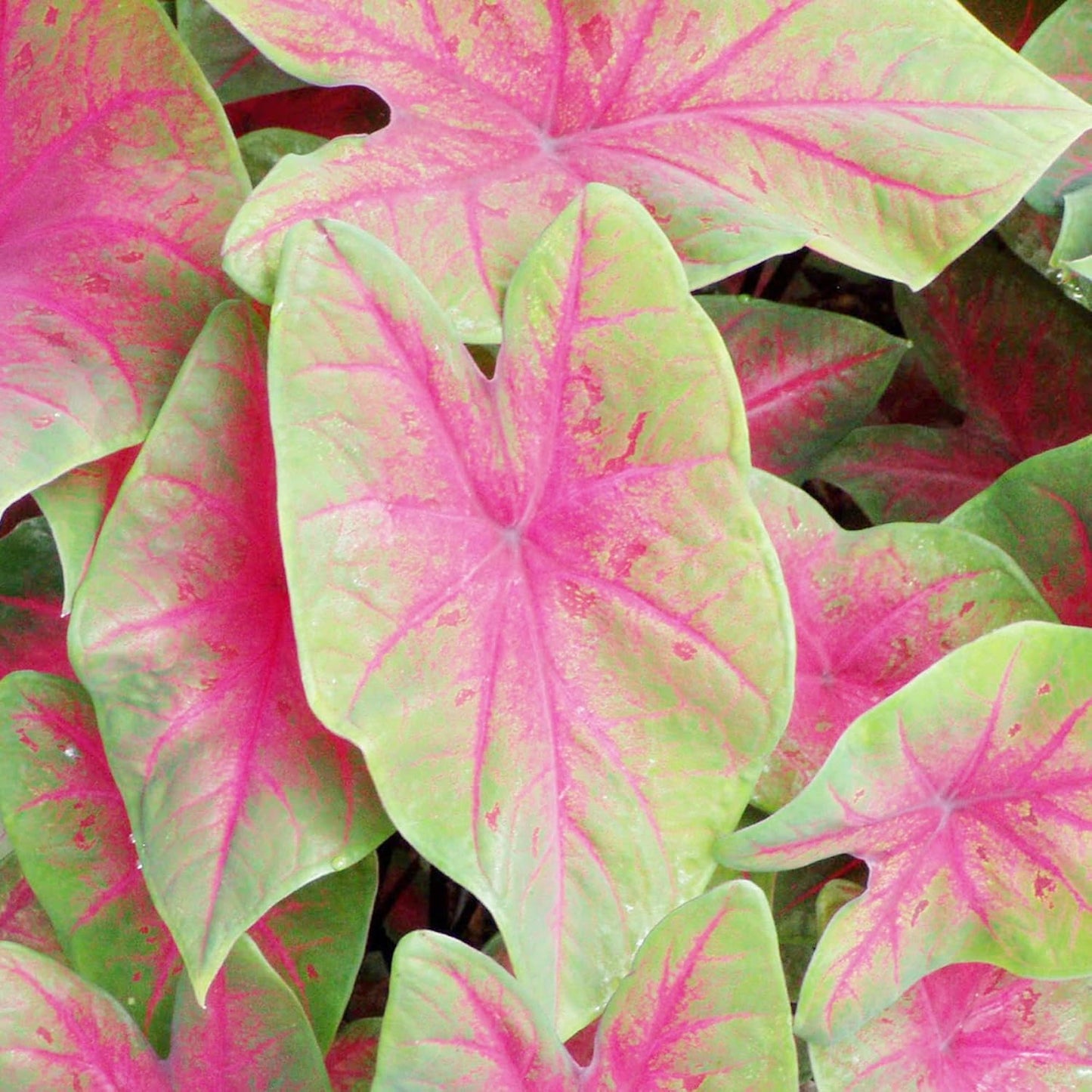 Caladium Bicolor Seeds Angel Wings Tropical Perennial Heavy Shade Tolerant Containers Beds Borders Indoor Oudoor 100Pcs Mixed Herb Seeds by YEGAOL Garden