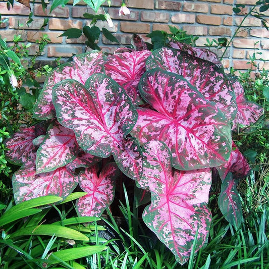 Carolyn Whorton Caladium Bulb - Fancy Leaf Caladium - 1 Caladium Root
