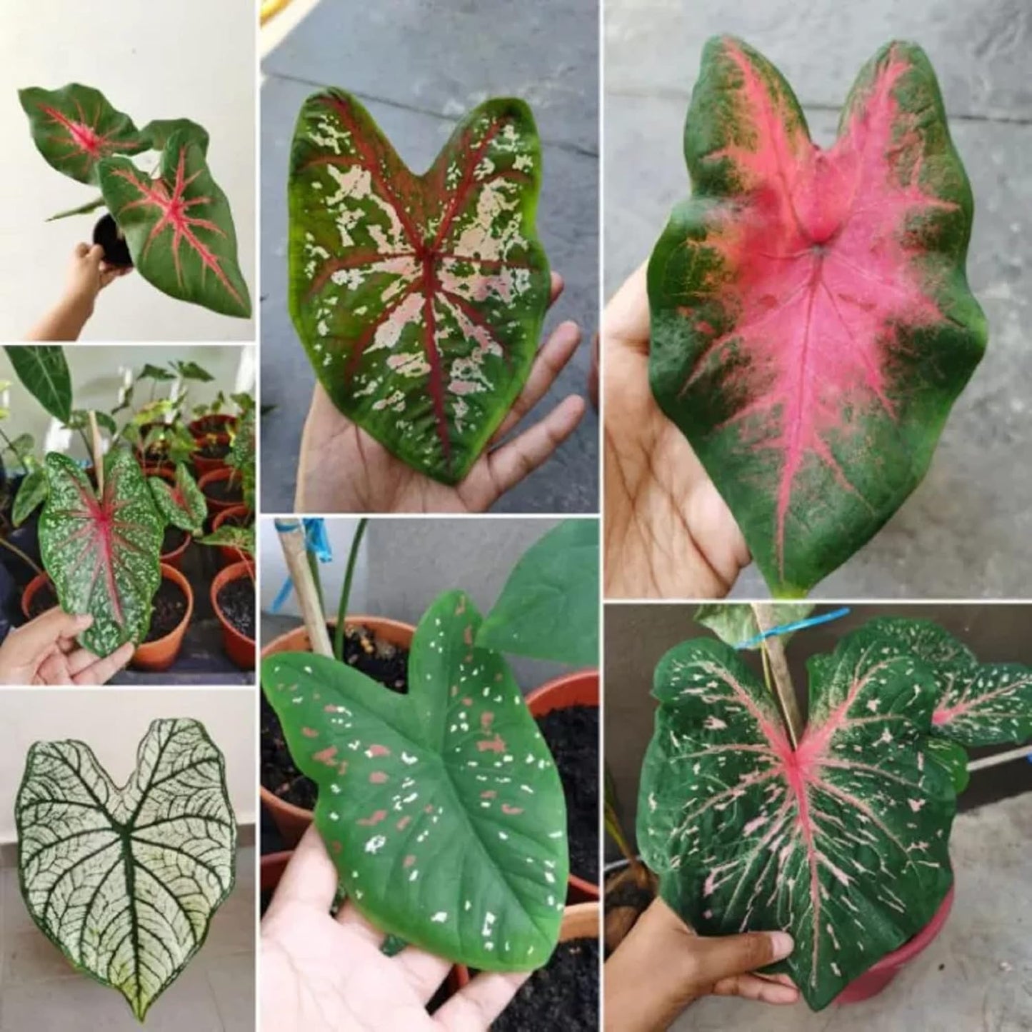CHUXAY GARDEN Mix Caladium Bicolor-Heart of Jesus 100 Seeds Houseplant Ornamental Large Heart-Shaped Leaves Showy Accent Plant Grows in Garden and pots Low-Maintenance