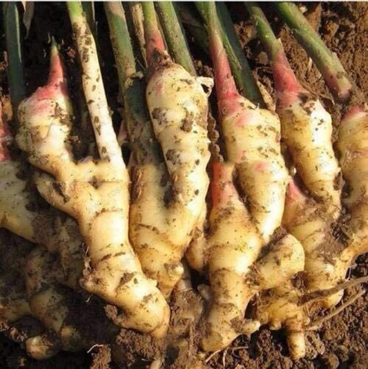 White Brown Ginger Tuber 1/2LB Perennial Herb Plant Great Seasoned Cooking Vegetables Robust Flavor