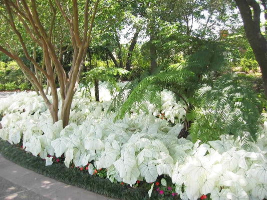 Dwarf Candidum Jr Caladium Bulb - Fancy Leaf Caladium - 1 Caladium Root