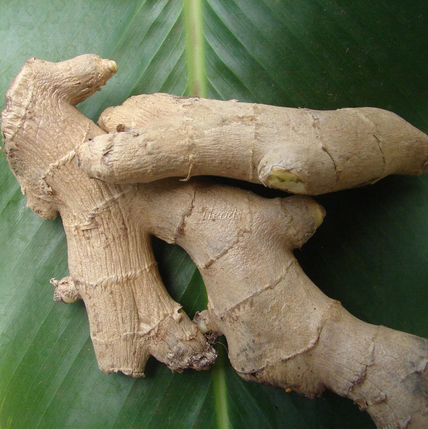 Live 10 Rhizomes of Edible Ginger Roots Zingiber Zingiber Officinale for Growing Over 1/2 LB.