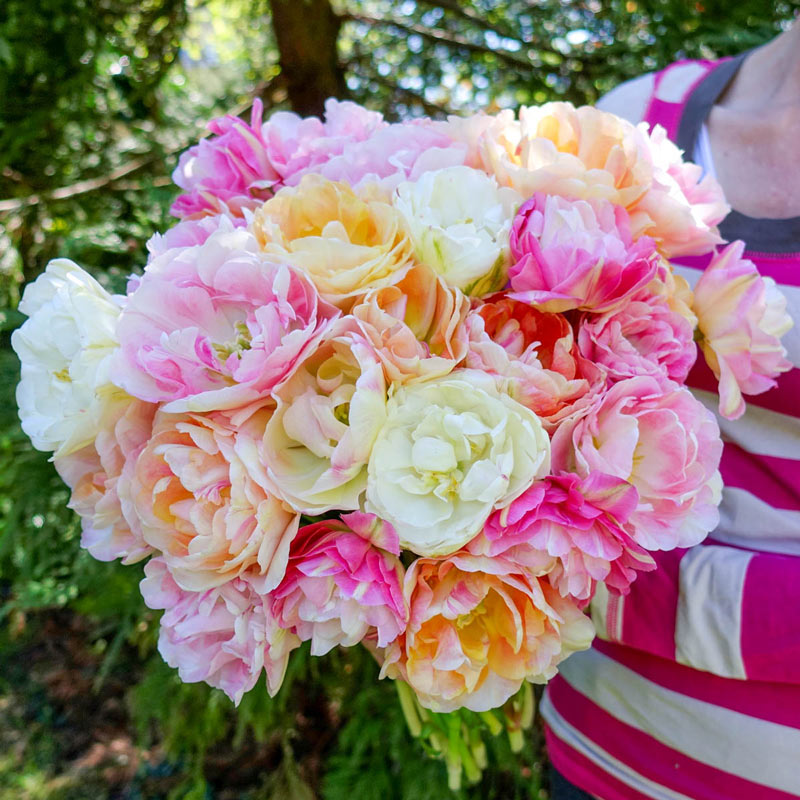 Apricot Cobbler Tulip Mixture Bulbs Blooms Species Growing Bonsai Roots Rhizomes Corms Tubers Potted Planting Reblooming Fragrant Garden Flower Seeds Plant