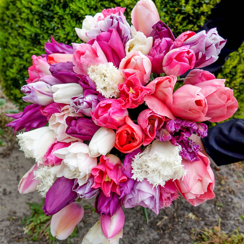 Raspberry Sorbet Tulip Mixture Bulbs Blooms Species Growing Bonsai Roots Rhizomes Corms Tubers Potted Planting Reblooming Fragrant Garden Flower Seeds Plant