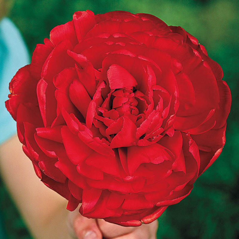 Scarlet Majesty™ Tulip Bulbs Blooms Species Growing Bonsai Roots Rhizomes Corms Tubers Potted Planting Reblooming Fragrant Garden Flower Seeds Plant