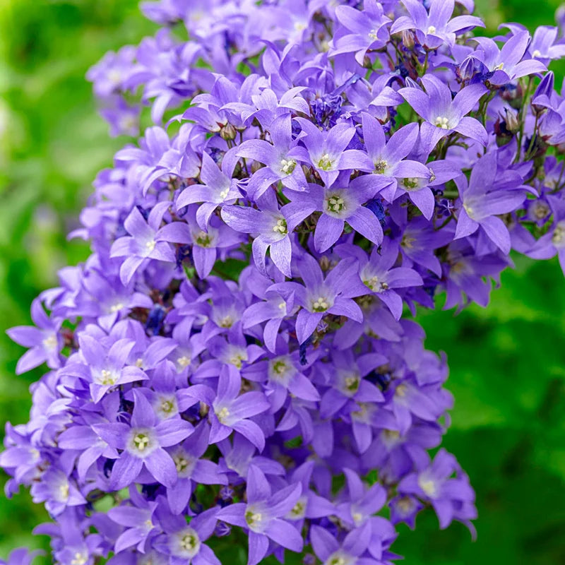 Border Blues Bellflower
