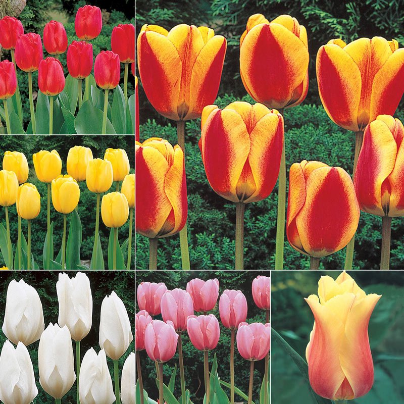 Wow!® Perennial Tulip Collection Bulbs Blooms Species Growing Bonsai Roots Rhizomes Corms Tubers Potted Planting Reblooming Fragrant Garden Flower Seeds Plant