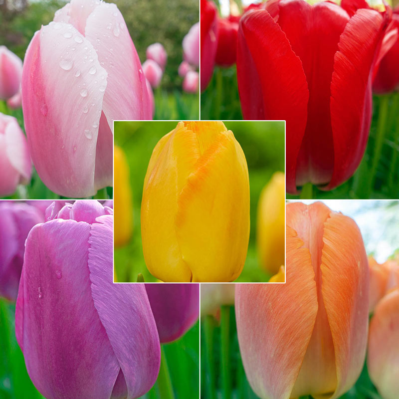 Wow!® Pride Perennial Tulip Collection Bulbs Blooms Species Growing Bonsai Roots Rhizomes Corms Tubers Potted Planting Reblooming Fragrant Garden Flower Seeds Plant
